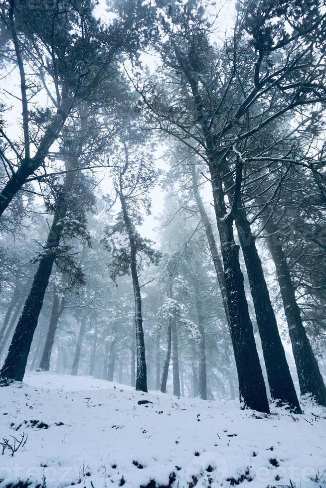 neve na montanha no inverno foto