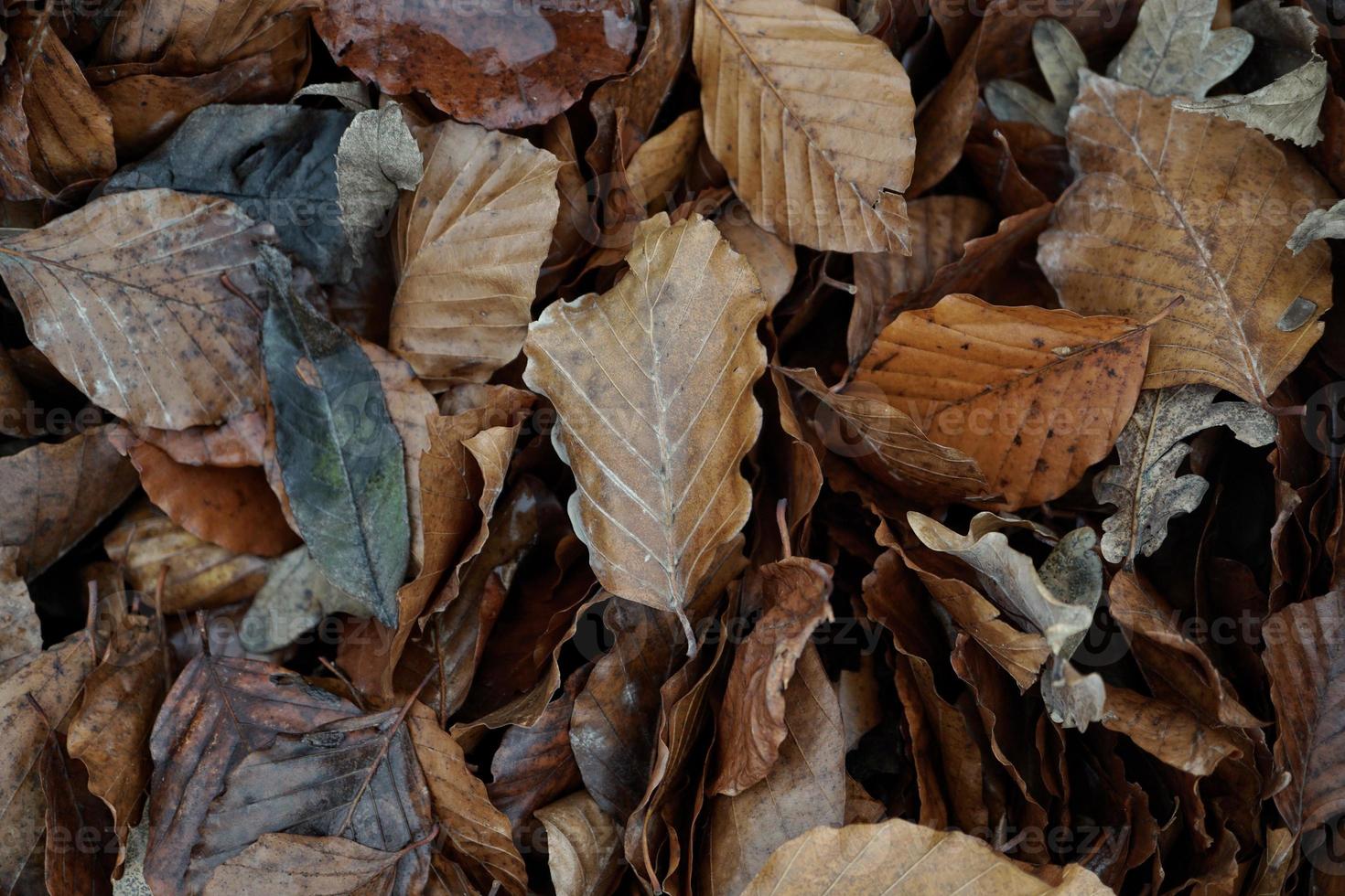 folhas marrons secas no solo na temporada de outono foto