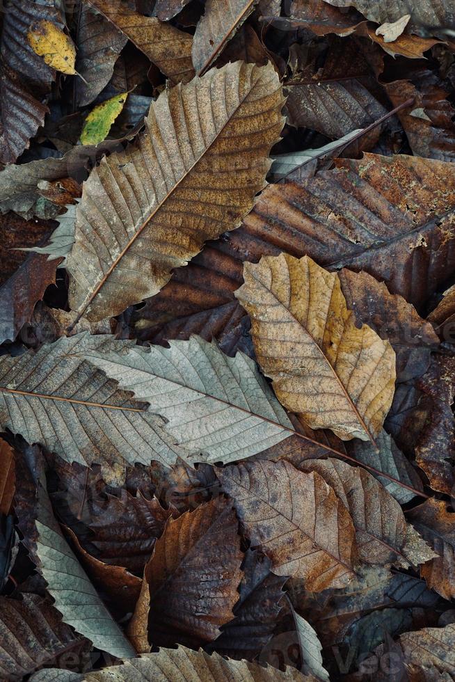 folhas marrons secas na temporada de outono foto