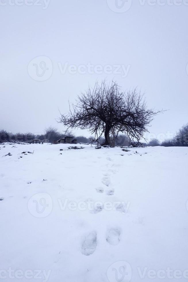 neve na montanha no inverno foto