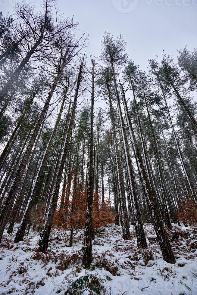 neve na montanha no inverno foto