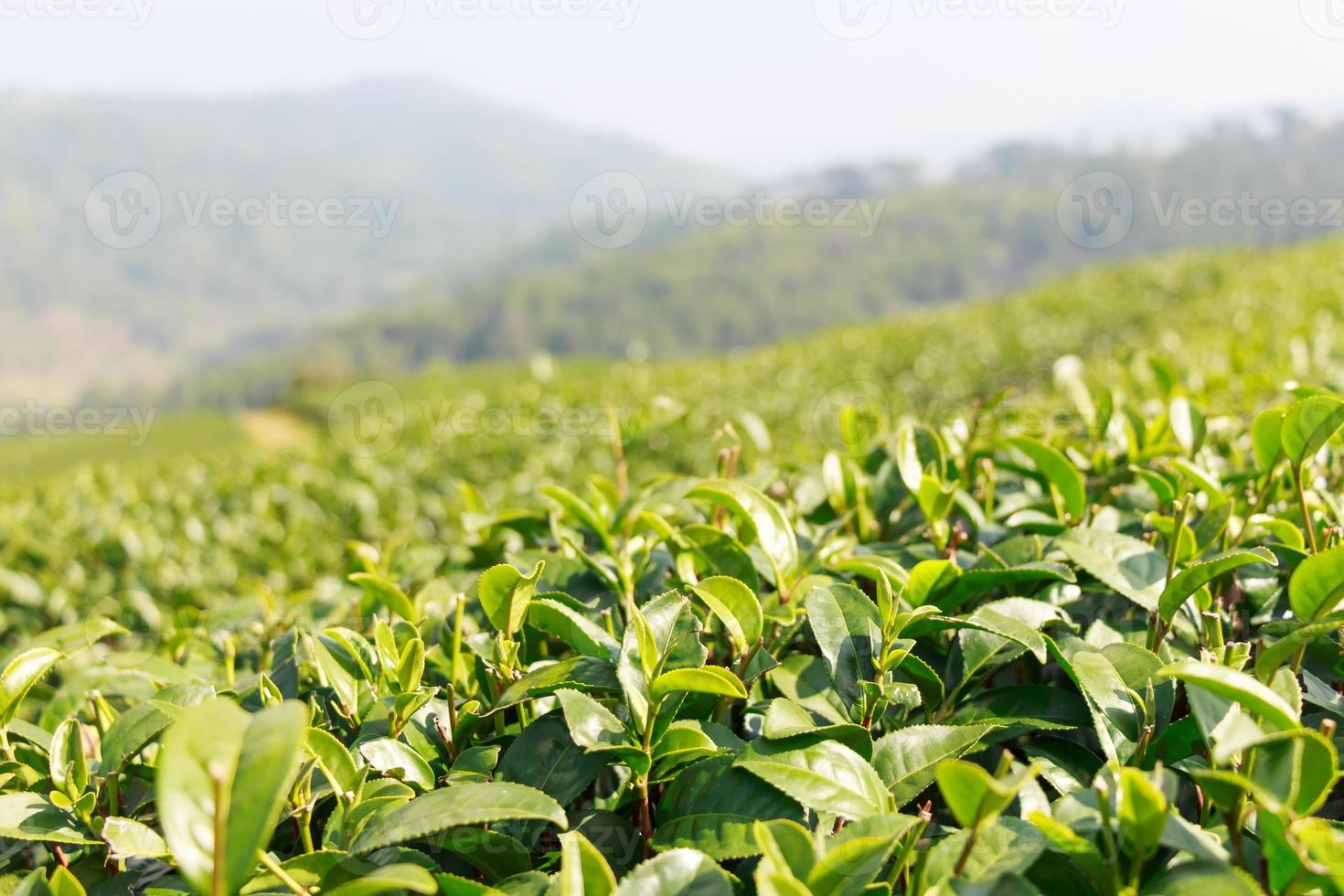 plantação de chá em doi mae salong chiangrai tailândia foto