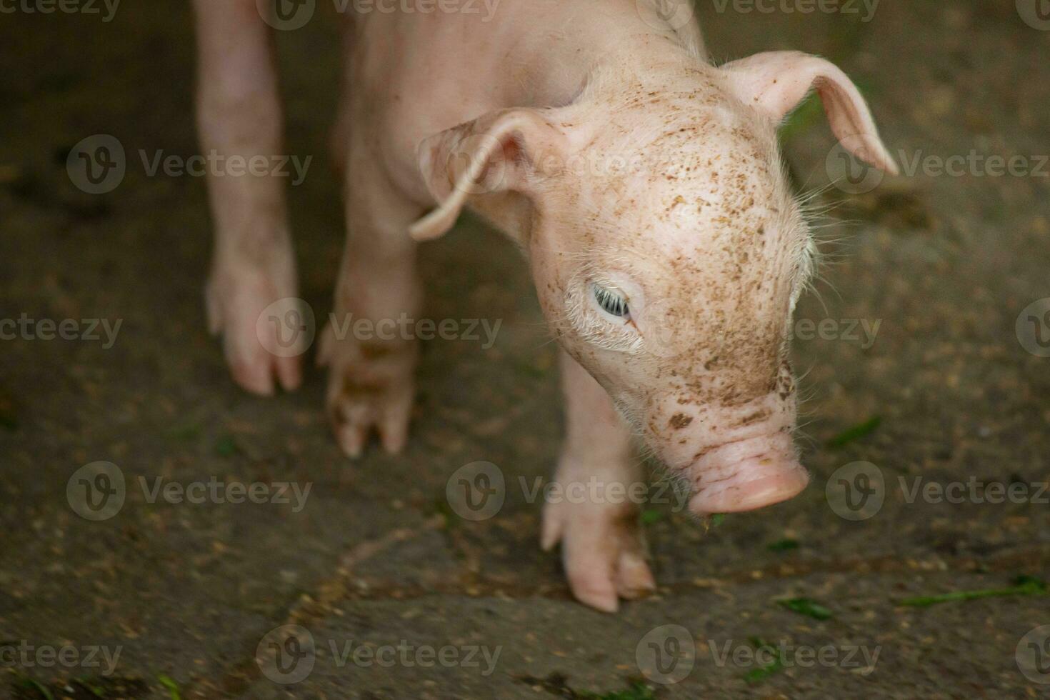 leitão em uma Fazenda sujo foto