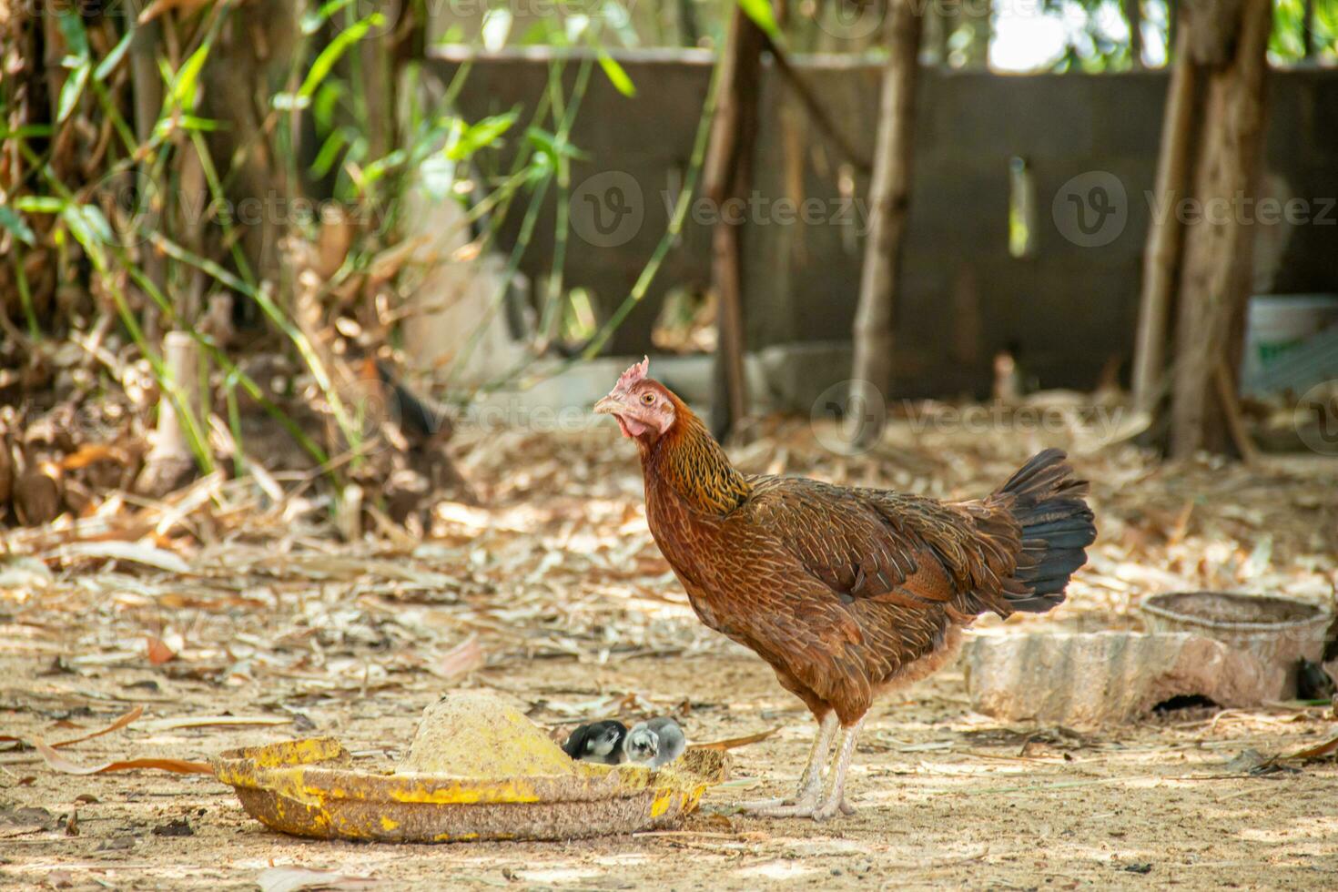 mãe galinha e dela jovem olhando para Comida. foto