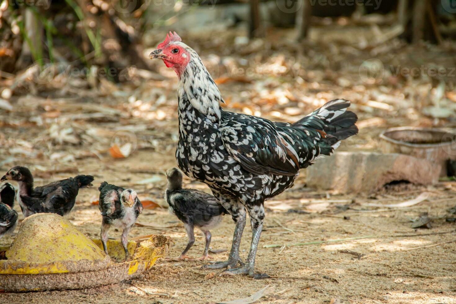 mãe galinha e dela jovem olhando para Comida. foto