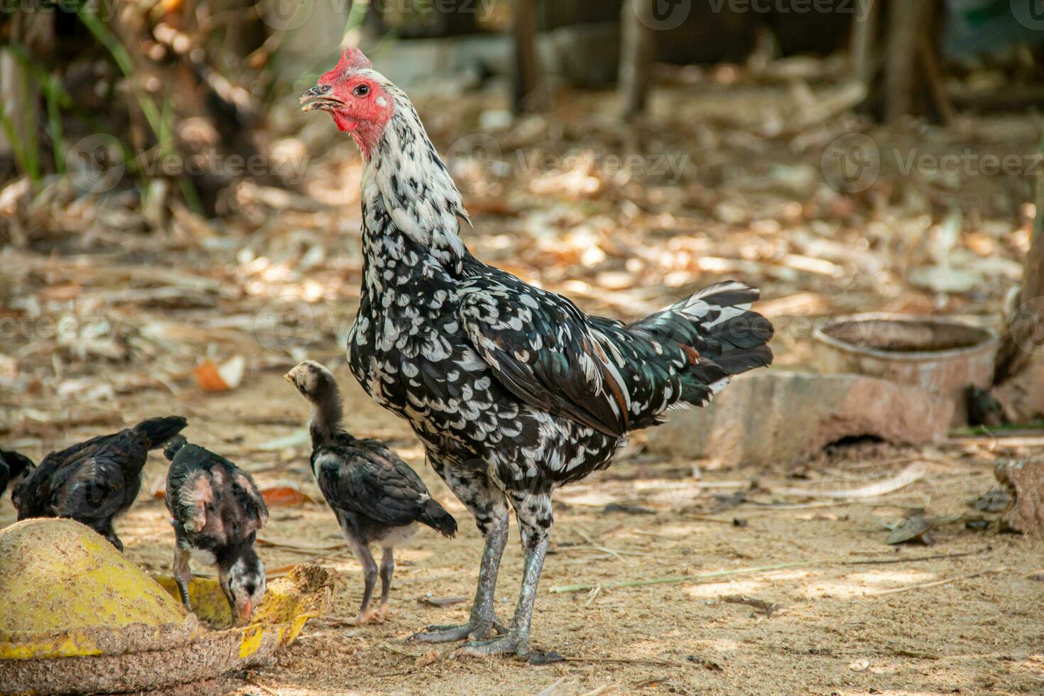 mãe galinha e dela jovem olhando para Comida. foto