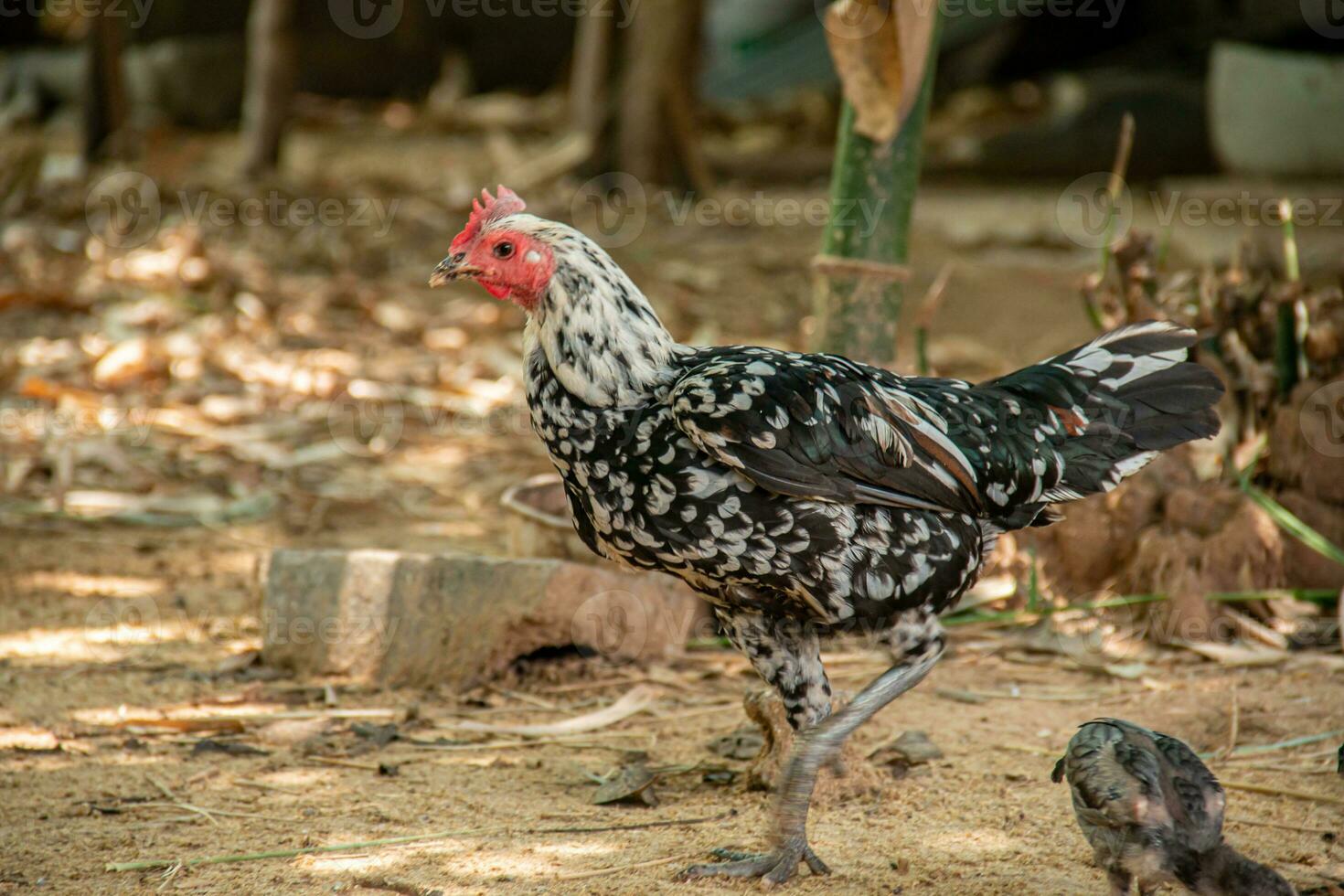 mãe galinha e dela jovem olhando para Comida. foto