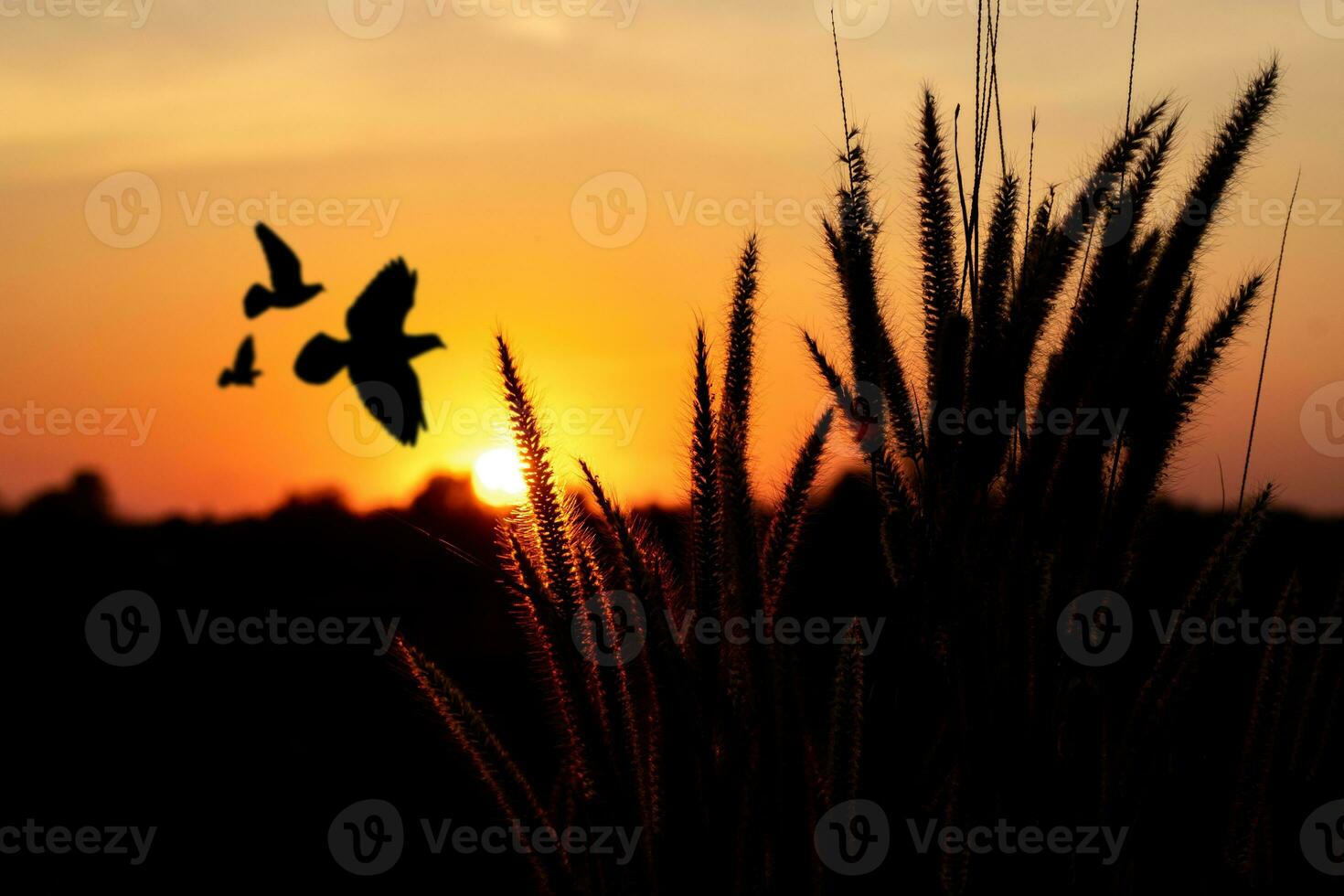 pôr do sol sobre a floresta com vôo pássaro silhuetas e laranja borrado fundo com Relva flor foto