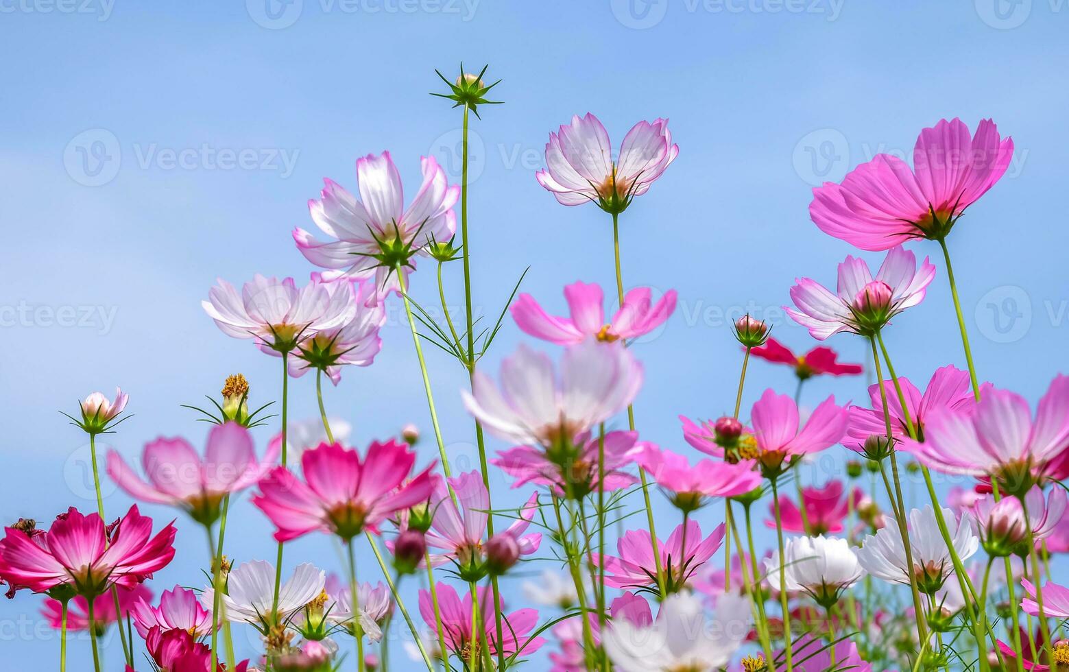 vista de ângulo baixo de plantas com flores cosmos rosa contra o céu azul foto