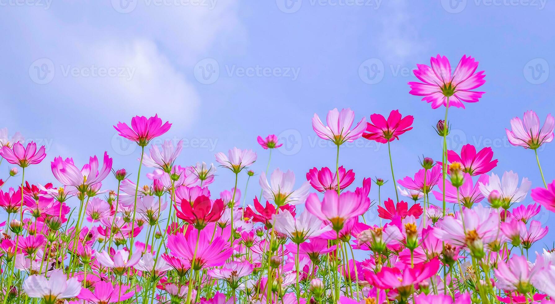 vista de ângulo baixo de plantas com flores cosmos rosa contra o céu azul foto