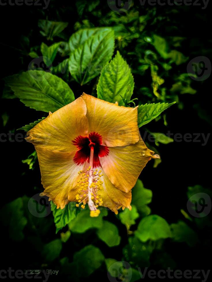 flor vermelho rosa árvore natureza lindo foto