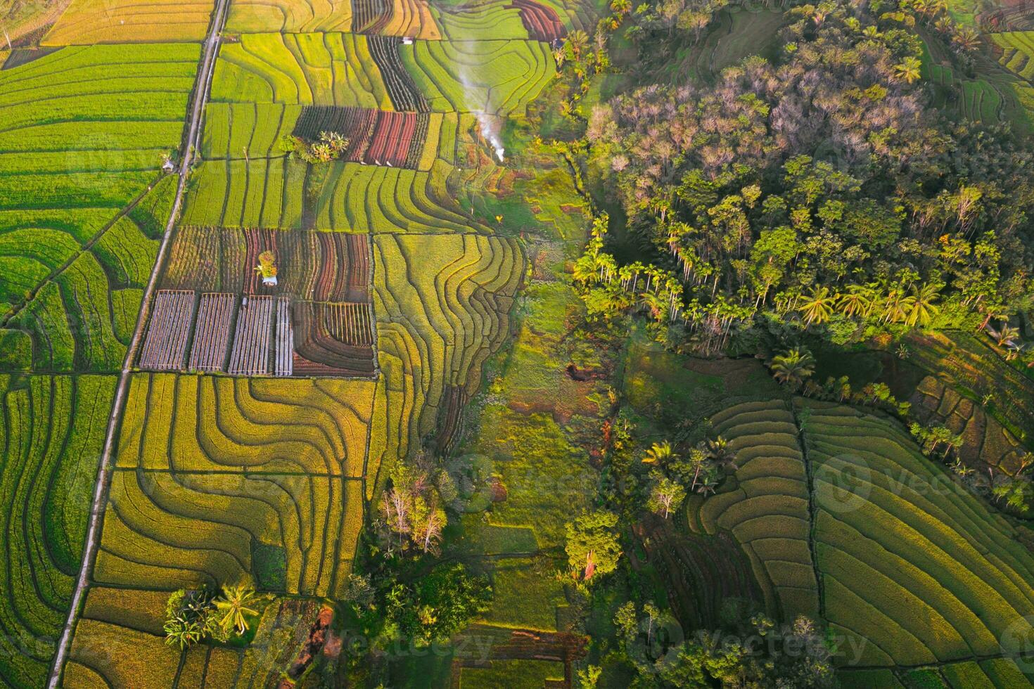 natural panorama do terraço arroz terraços dentro Indonésia foto