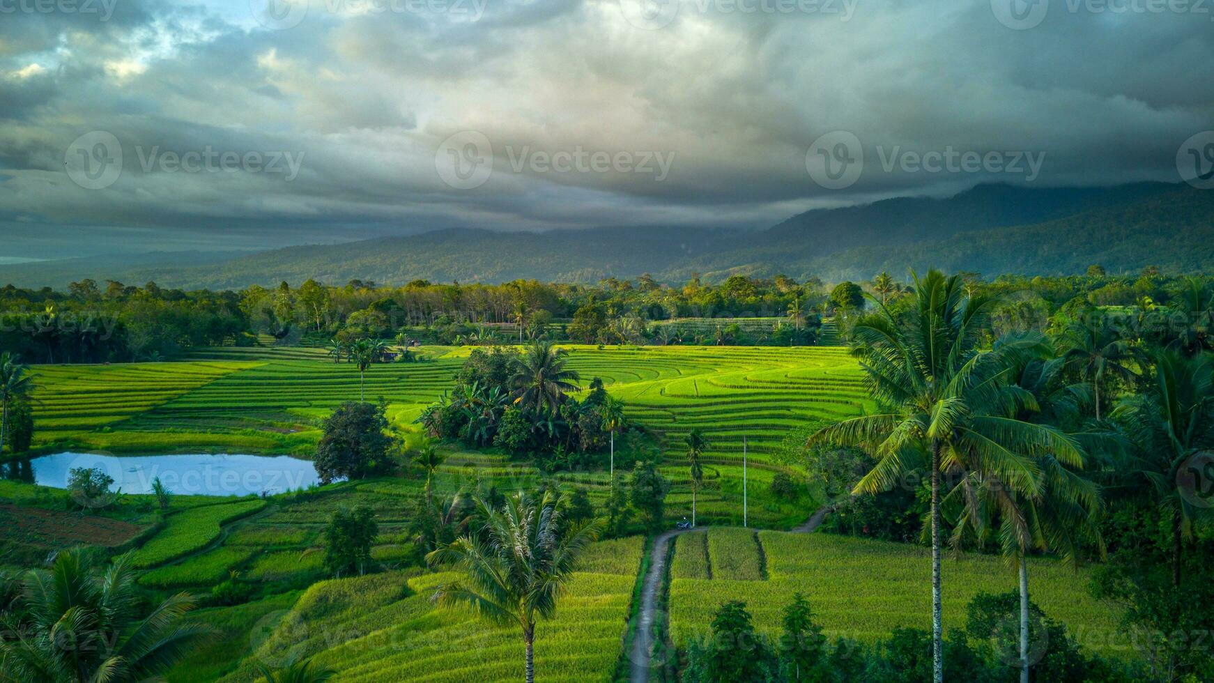 lindo manhã Visão Indonésia. panorama panorama arroz Campos com beleza cor e céu natural luz foto