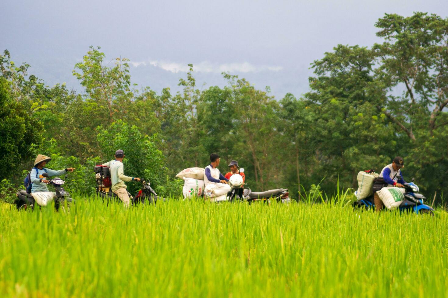 bengkulu, Indonésia, 2023 - Vila vida com agricultores trabalhando dentro a arroz Campos foto