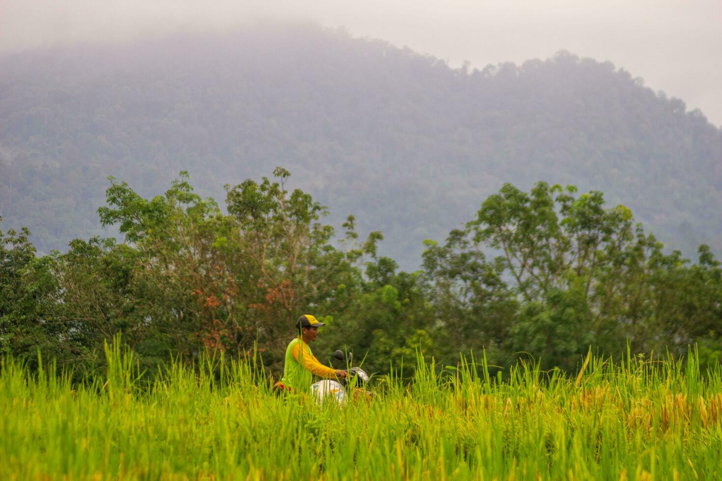 bengkulu, Indonésia, 2023 - Vila vida com agricultores trabalhando dentro a arroz Campos foto