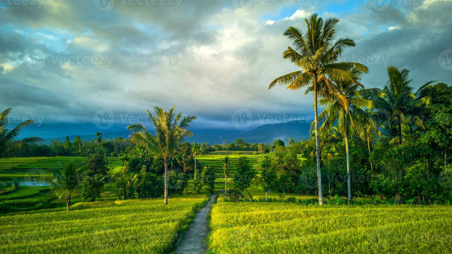 lindo manhã Visão Indonésia. panorama panorama arroz Campos com beleza cor e céu natural luz foto