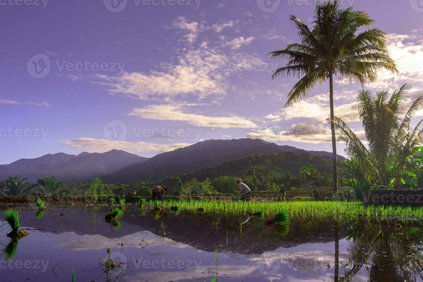 bela vista matinal indonésia panorama paisagem arrozais com cor de beleza e luz natural do céu foto