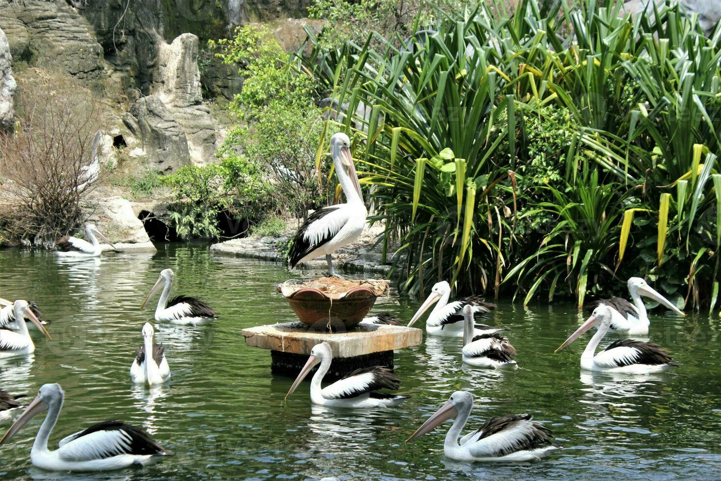 rebanho do pelicanos dentro a jardim zoológico foto