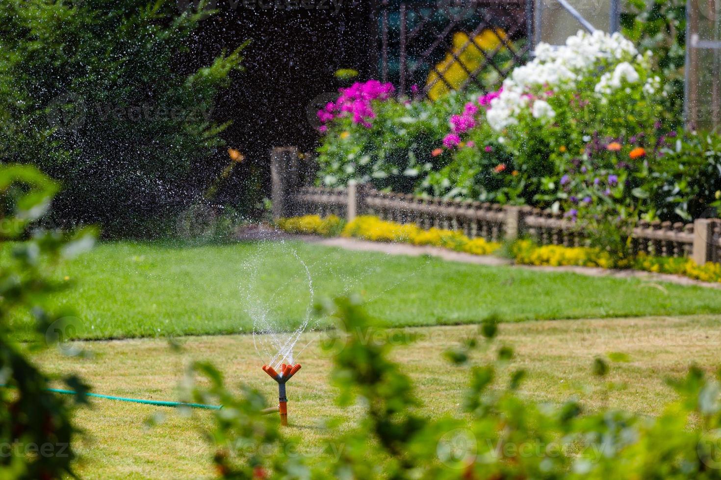 irrigador de jardim regando grama e flores foto