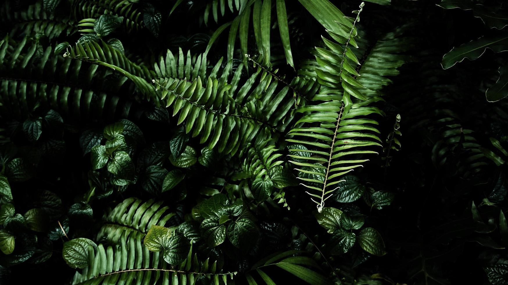 folha verde tropical foto
