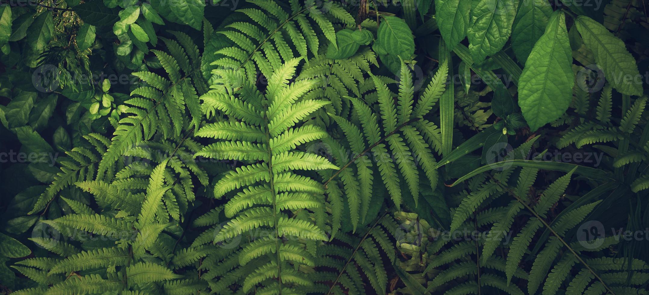 folha verde tropical foto