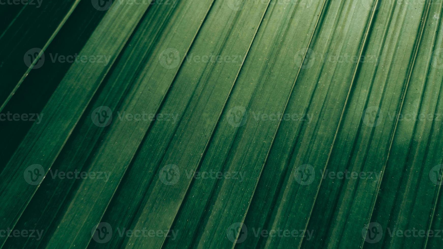 textura de folha de coco verde tropical fundo tom escuro foto