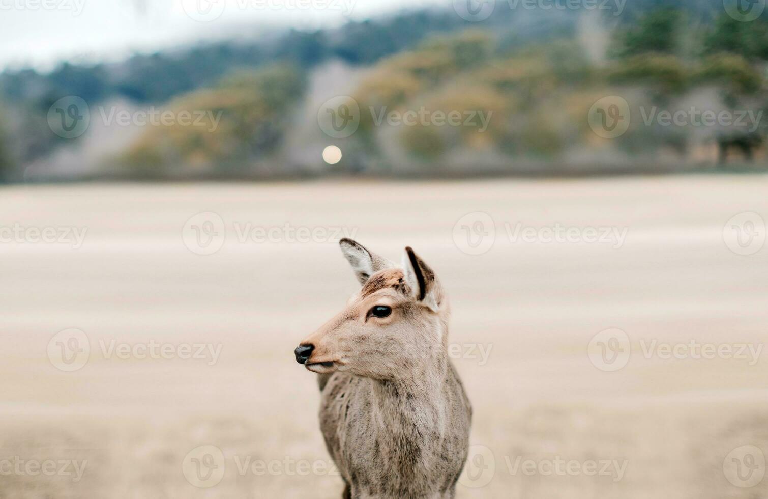 Castanho atado veado dentro a selvagem com fechar acima foco visualizar. animais fundos para Área de Trabalho computador foto