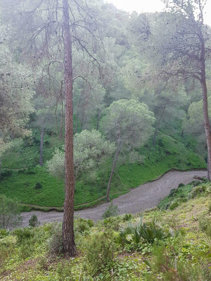 viajando para dentro a sereno pinho beleza do uma pitoresco montanha panorama foto