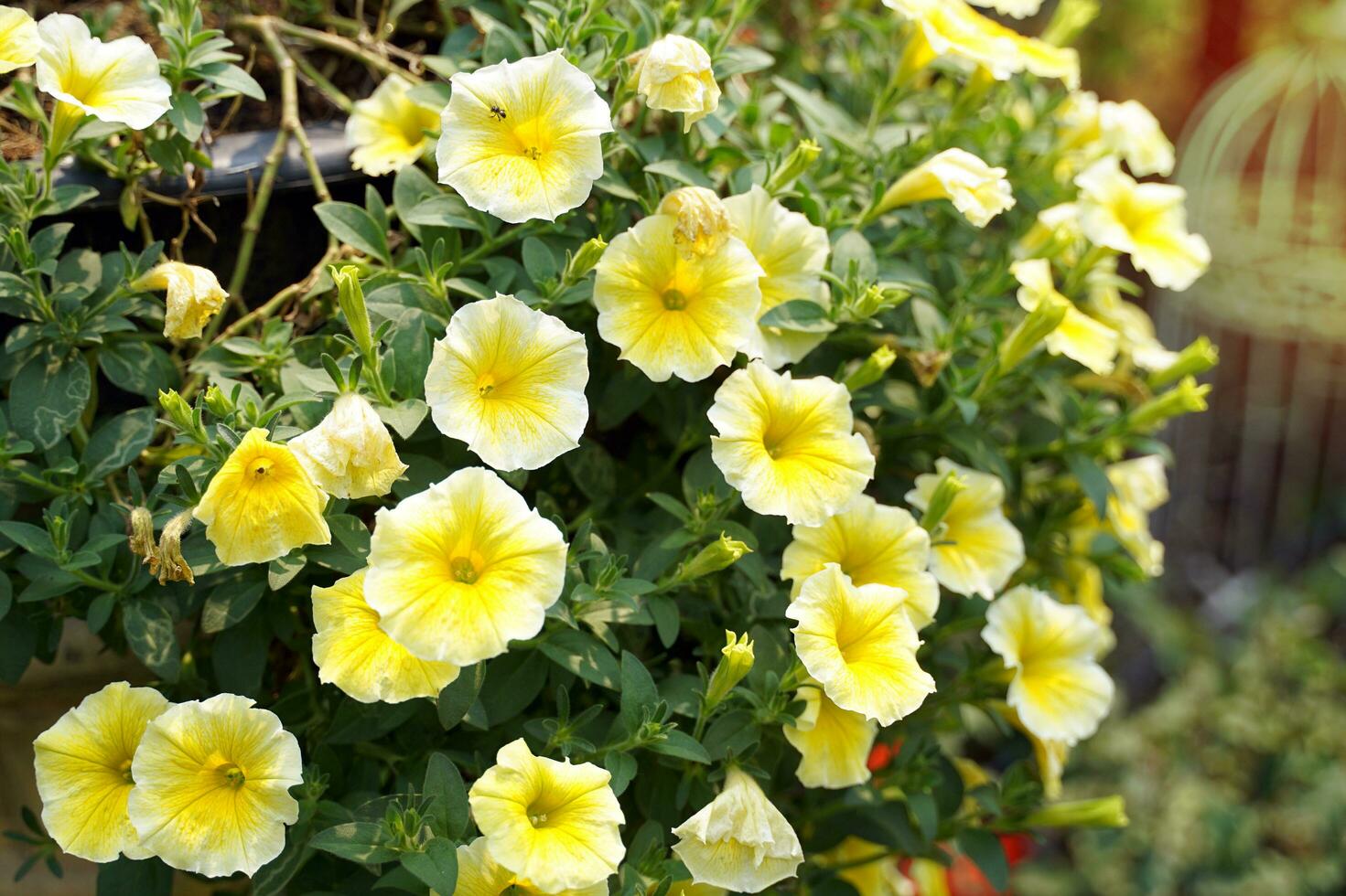 amarelo petúnia flores estão ornamental plantas. a flores estão grande, venha dentro muitos cores, brilhante cores, a hastes estão pequeno, pode estar plantado e crescer bem dentro potes. e plantado dentro jardim parcelas. foto