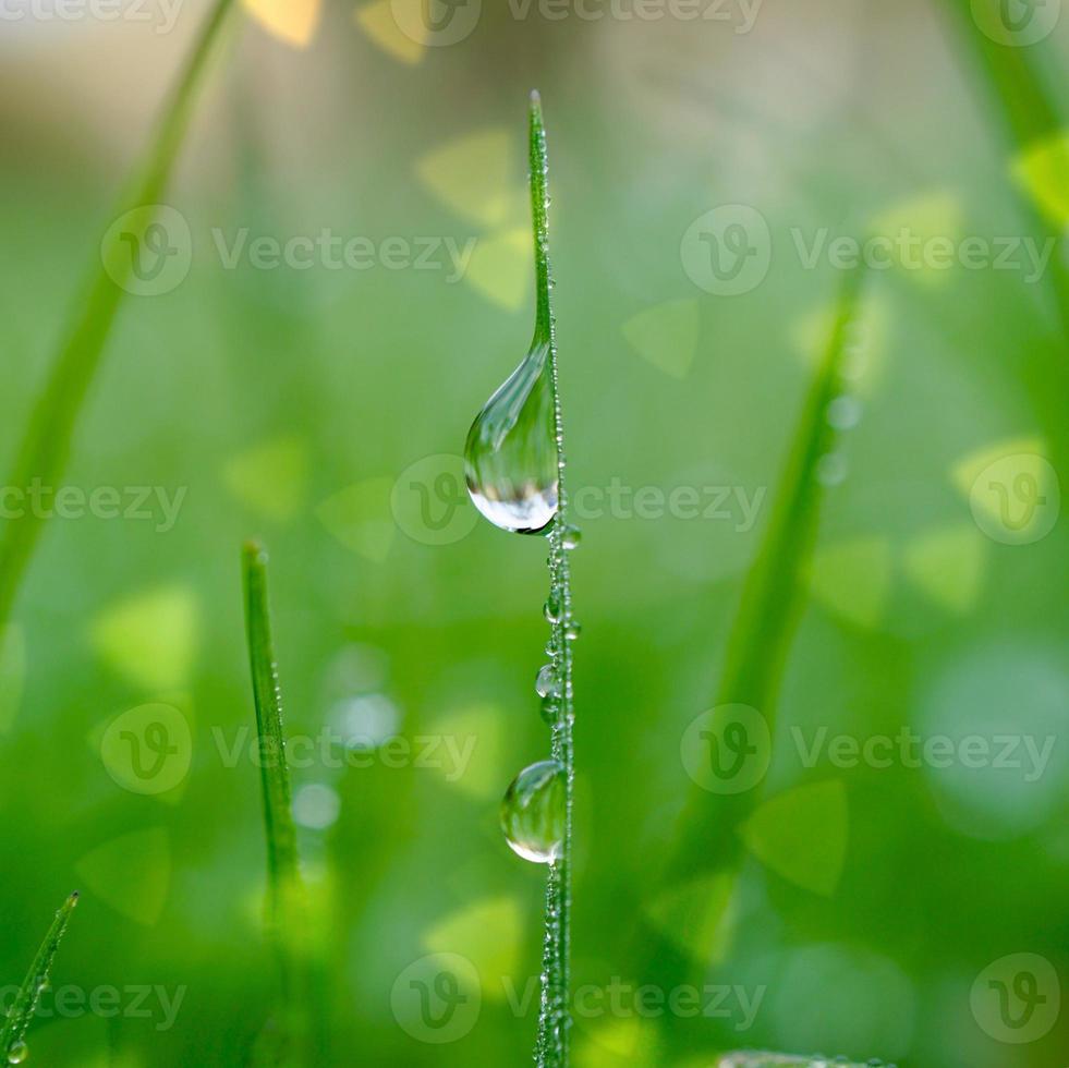 cair na grama verde na primavera foto