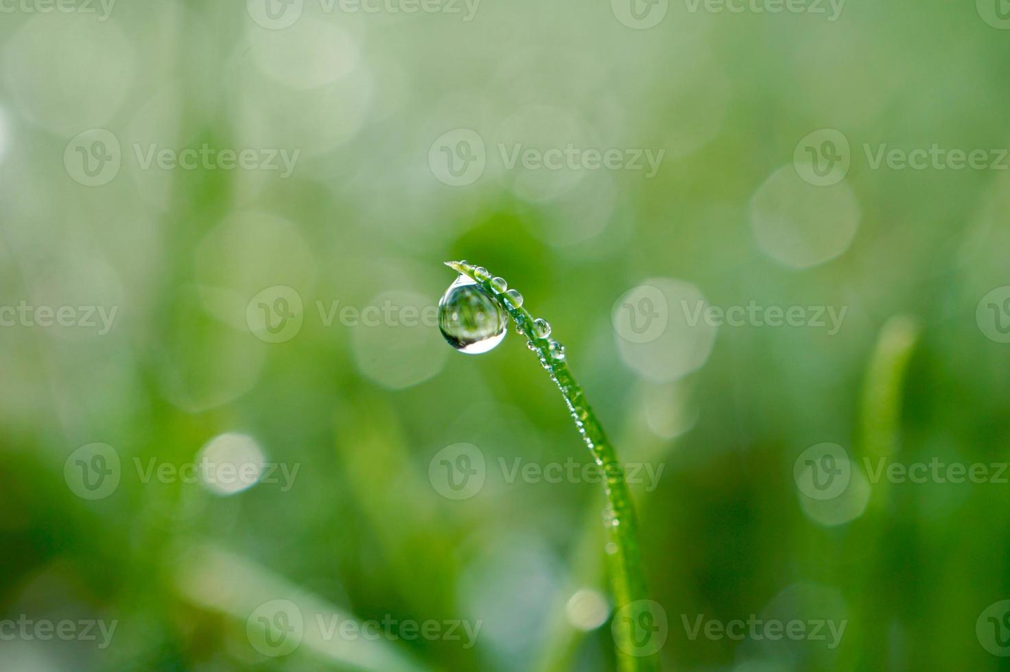 gota de chuva na grama verde em dias chuvosos foto