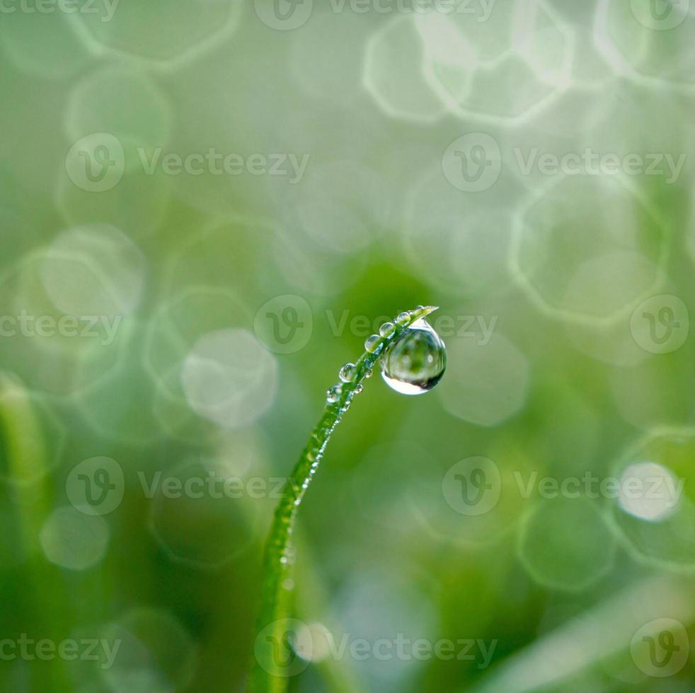 gotas nas folhas verdes da grama na primavera foto