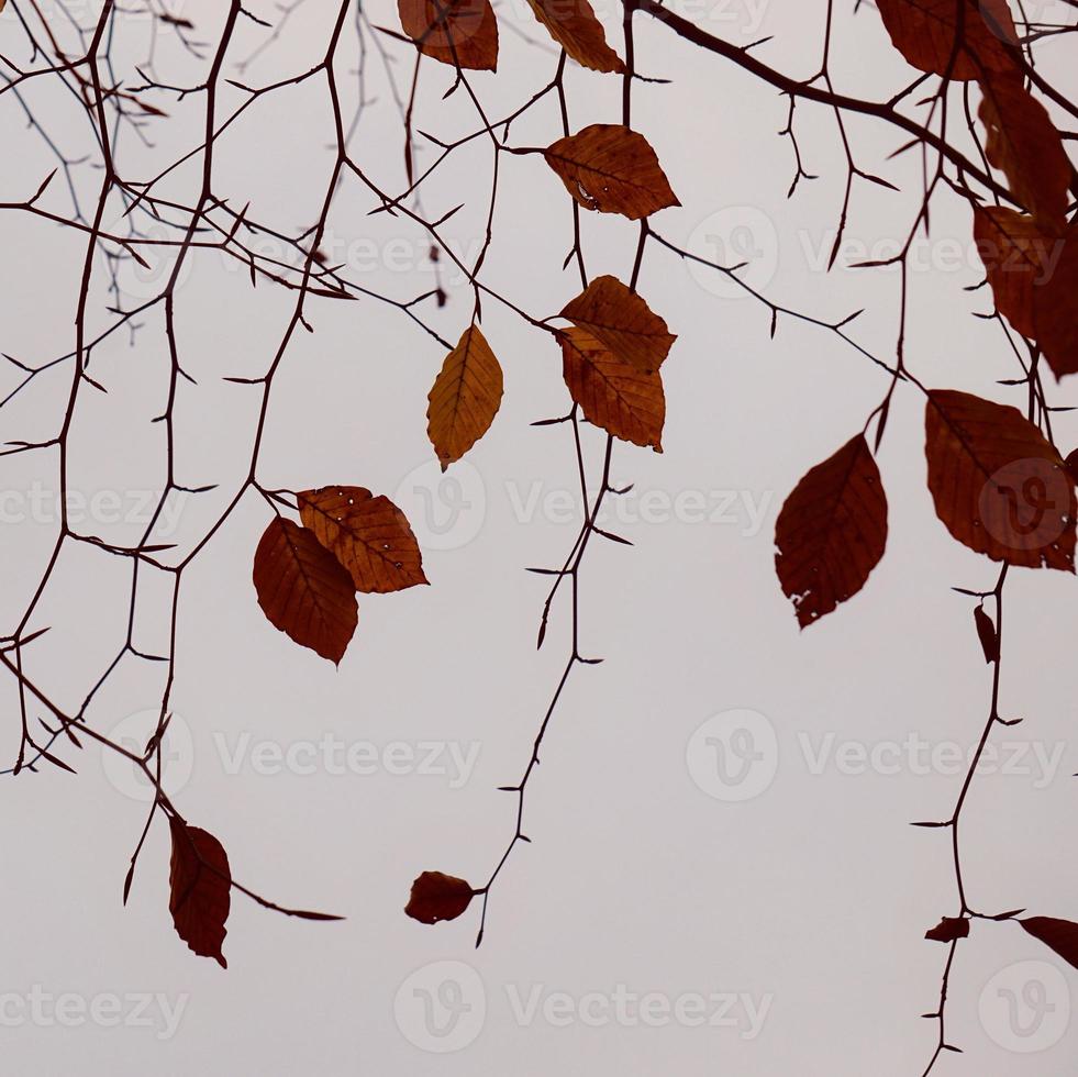 folhas marrons da árvore no outono foto