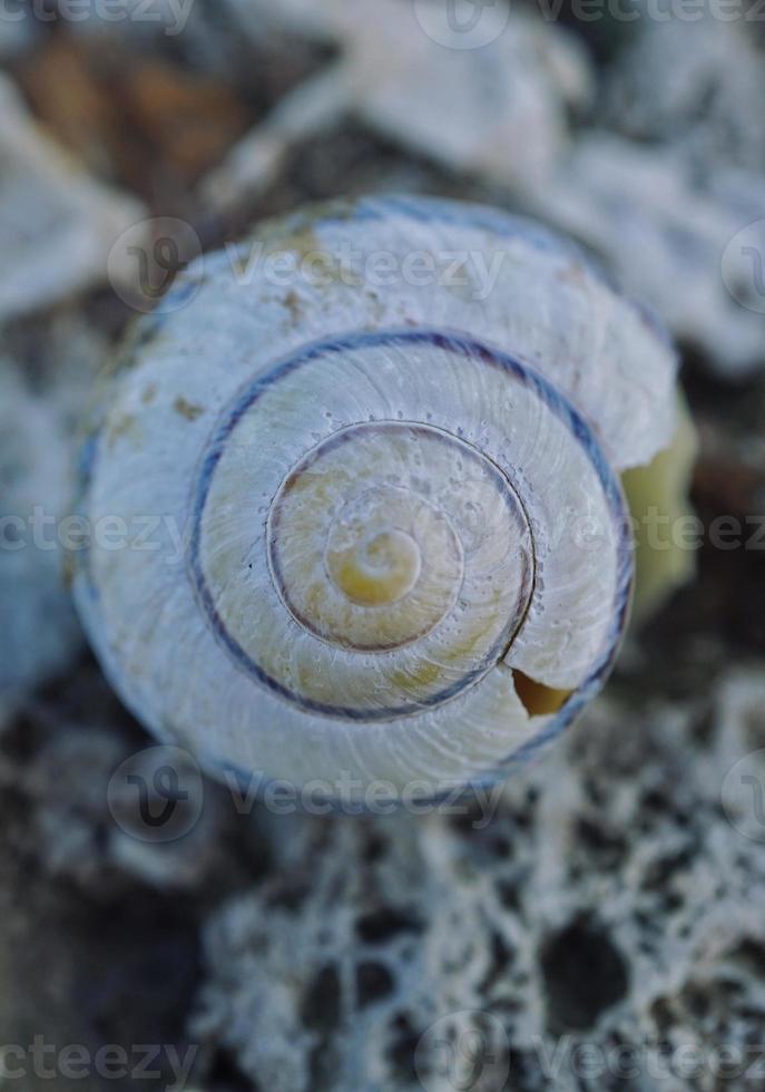 pequeno caracol branco na natureza foto