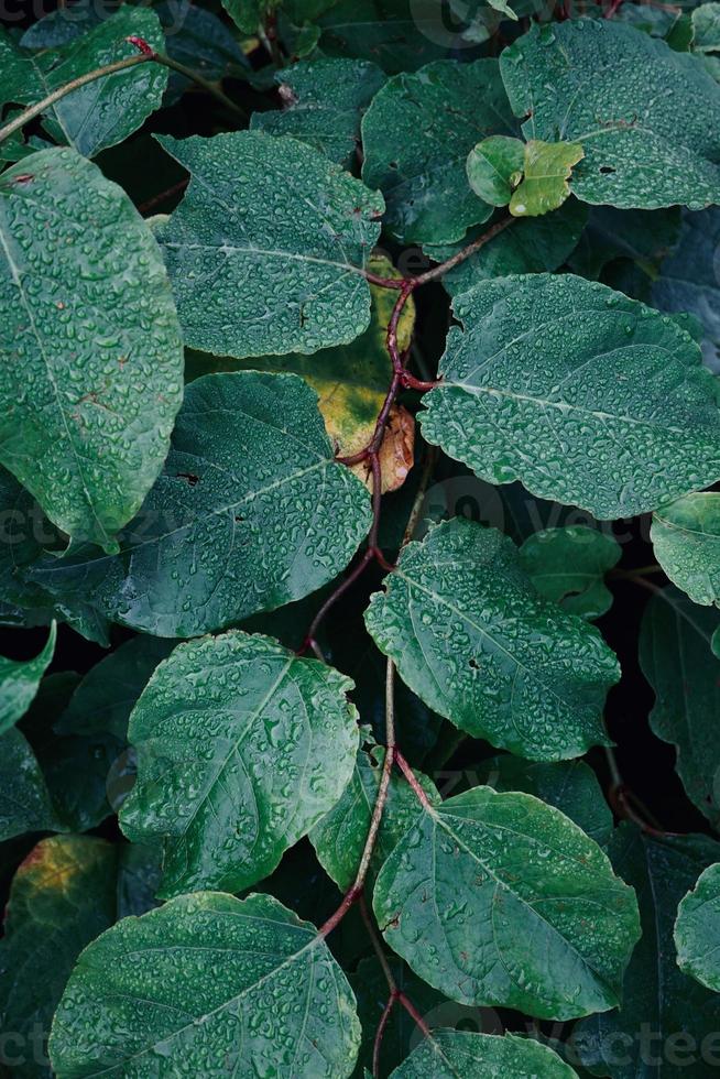 folhas verdes da planta na primavera foto