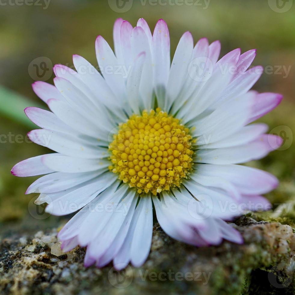 linda flor de margarida branca na primavera foto