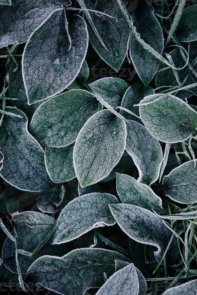 folhas verdes da planta na primavera foto