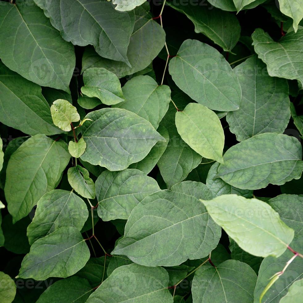 folhas verdes da planta na primavera foto