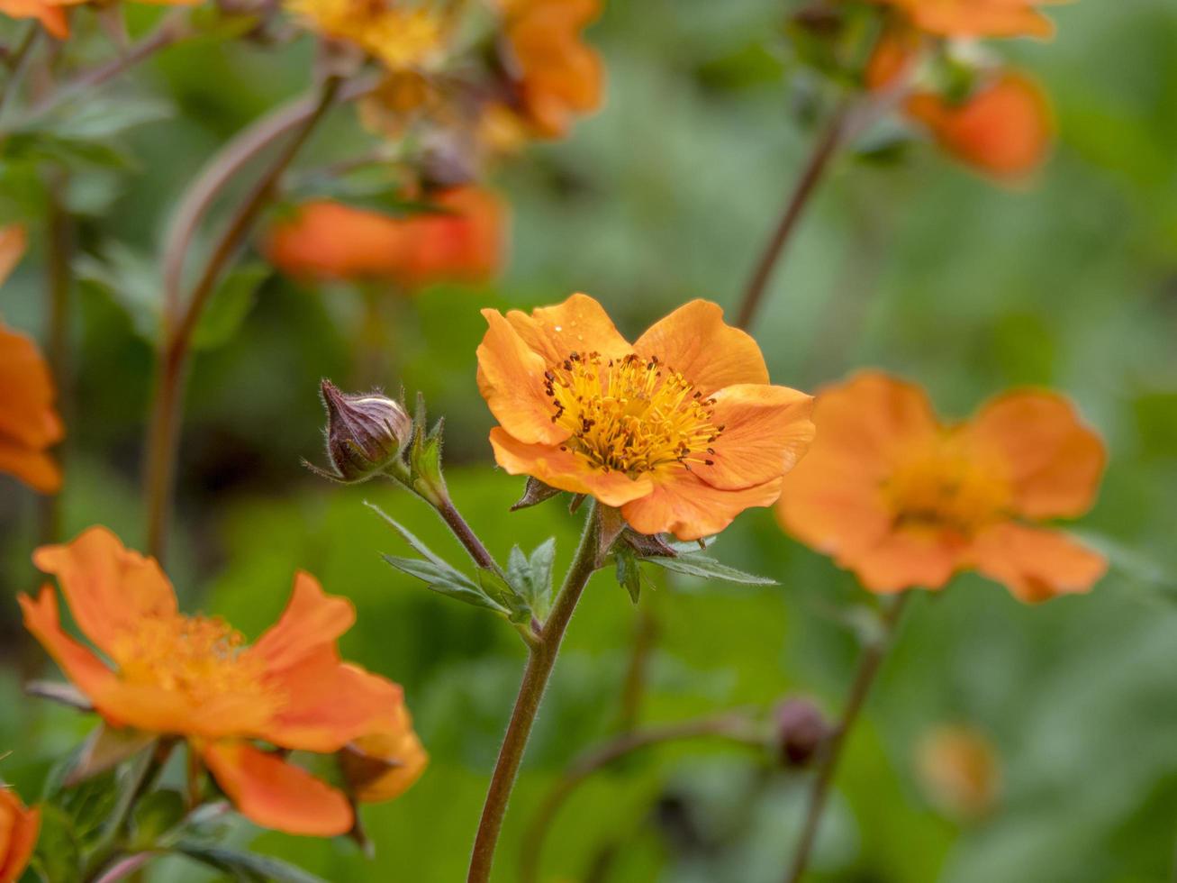 close up de flores de geum laranja em um jardim foto