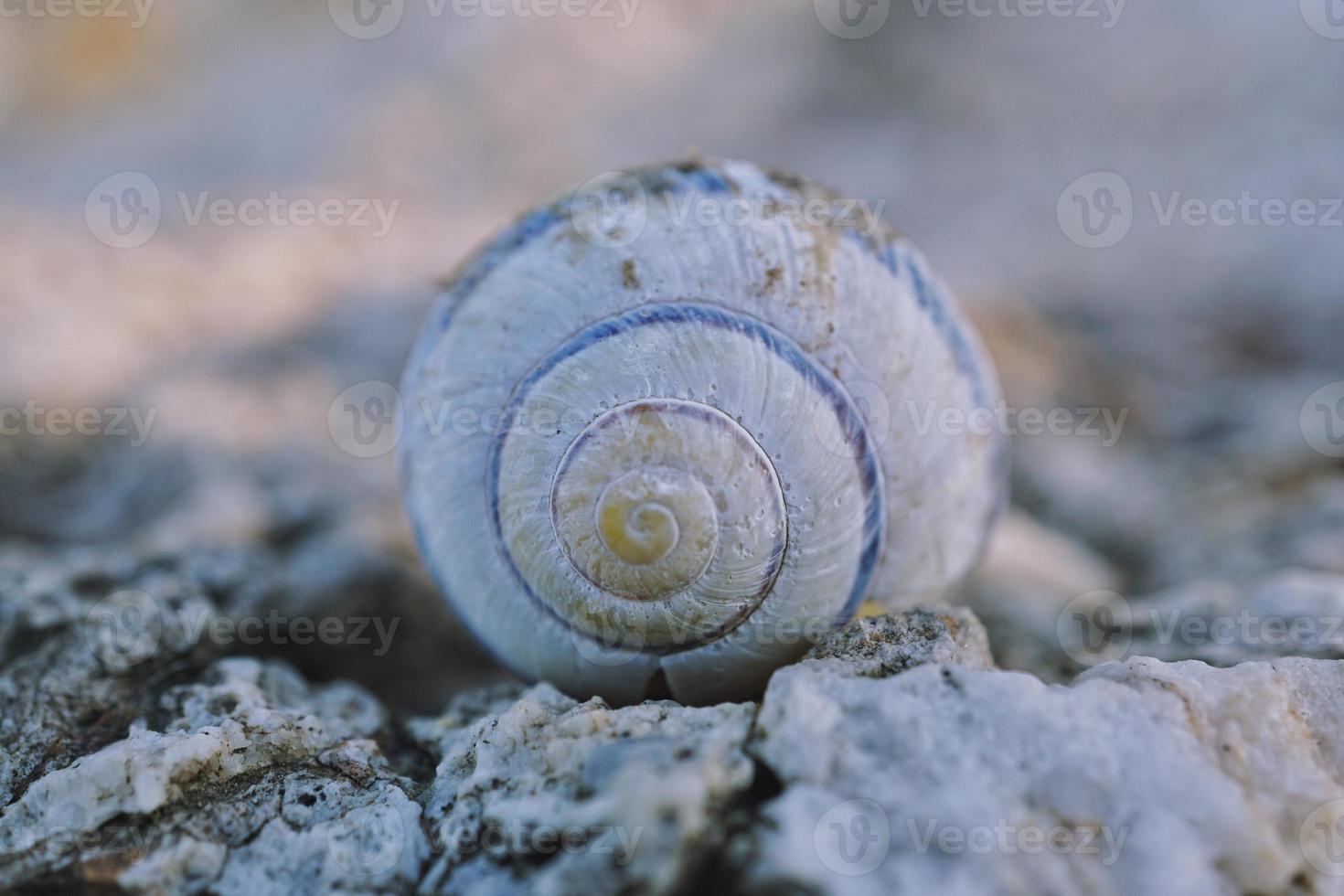 pequeno caracol branco na natureza foto