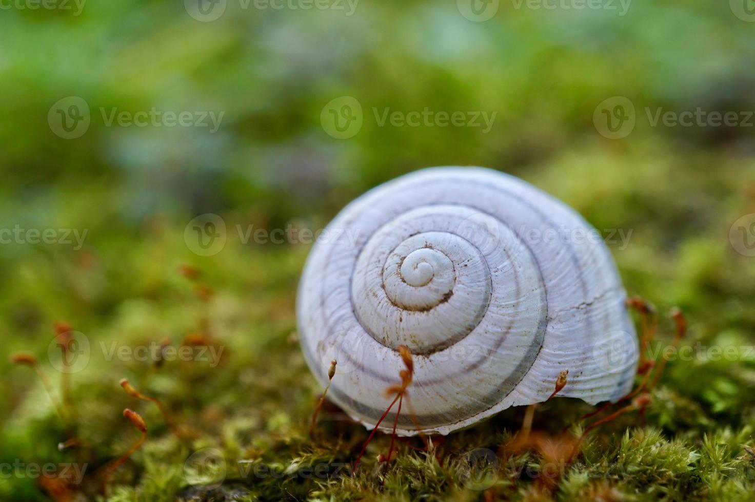 pequeno caracol branco na natureza foto