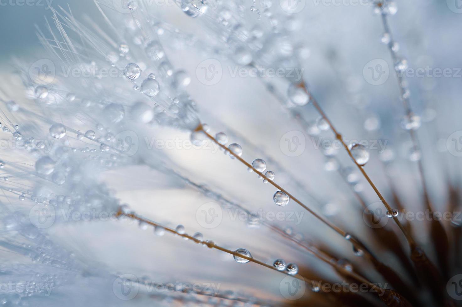 gotas na flor dente de leão na primavera foto