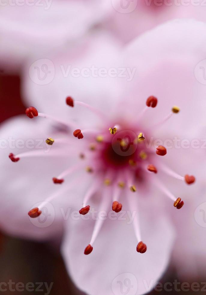 flor rosa romântica no jardim na primavera foto