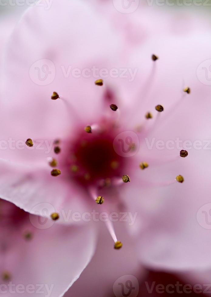 flor rosa romântica no jardim na primavera foto