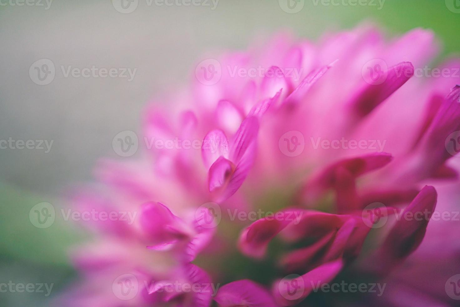 flor rosa romântica no jardim na primavera foto