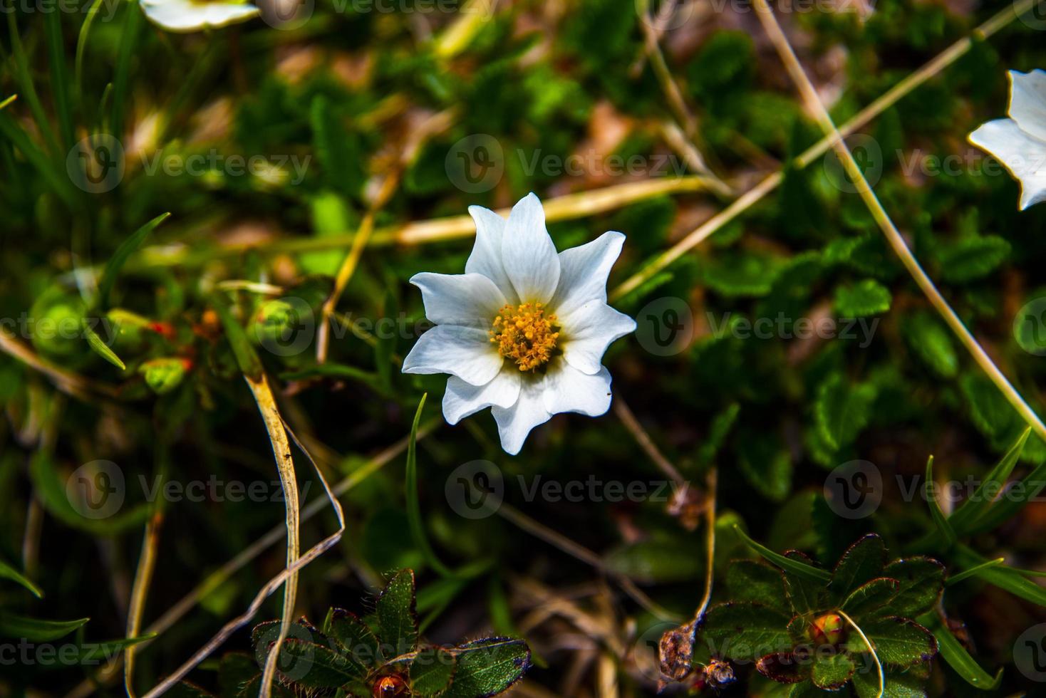 flor dryas octopetala foto