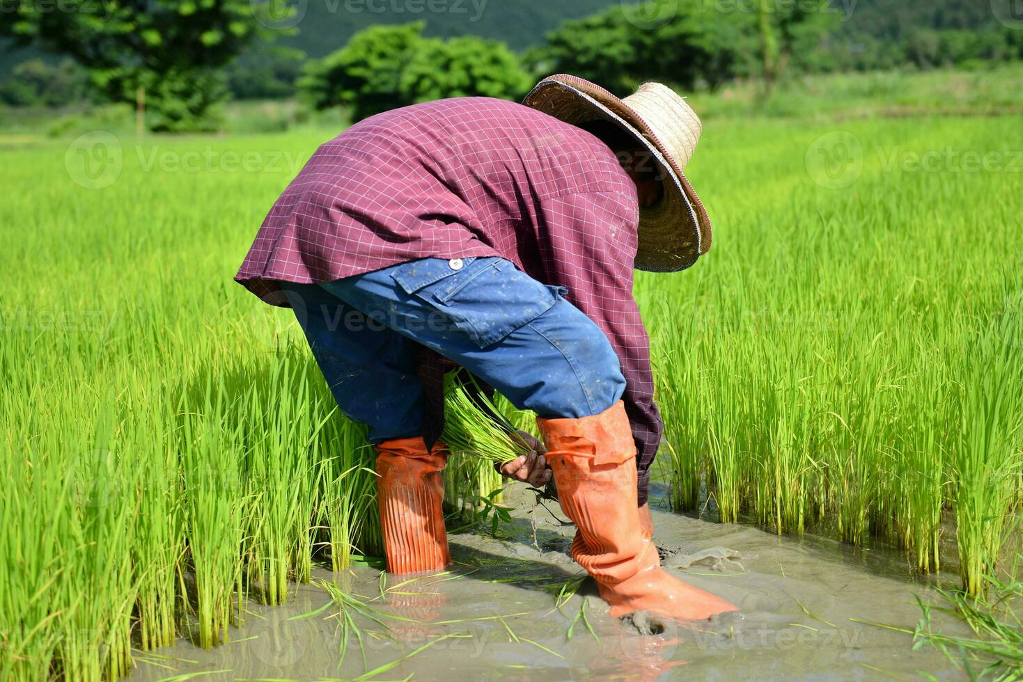 agricultor trabalhos dentro uma arroz plantação foto