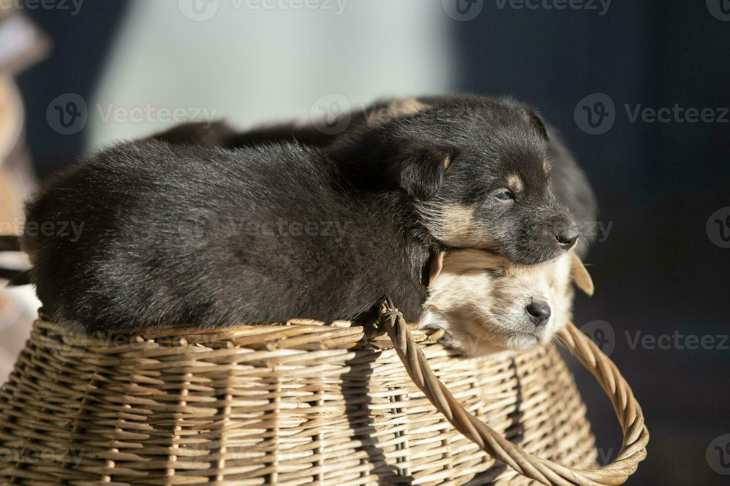 fofa fofo Preto cachorro dentro uma vime cesta. foto