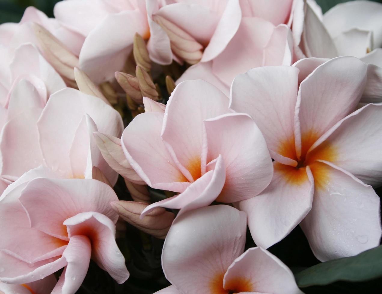 flor de frangipani ou flor leelawadee foto