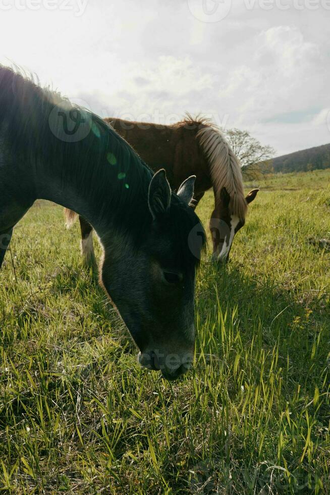 cavalo dentro a campo natureza comendo Relva panorama foto